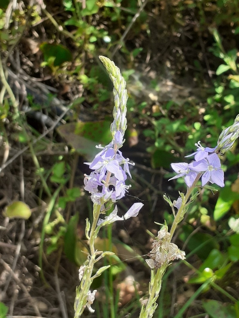 Veronica leiocarpa photo 2