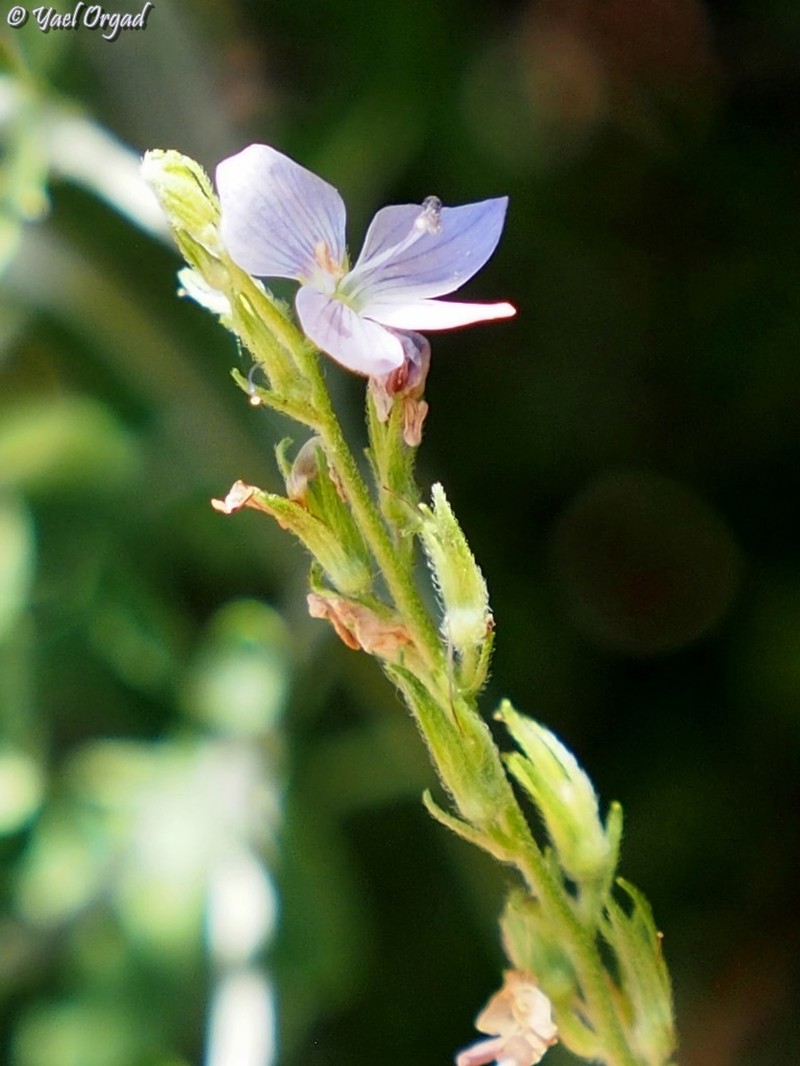Veronica leiocarpa photo 3