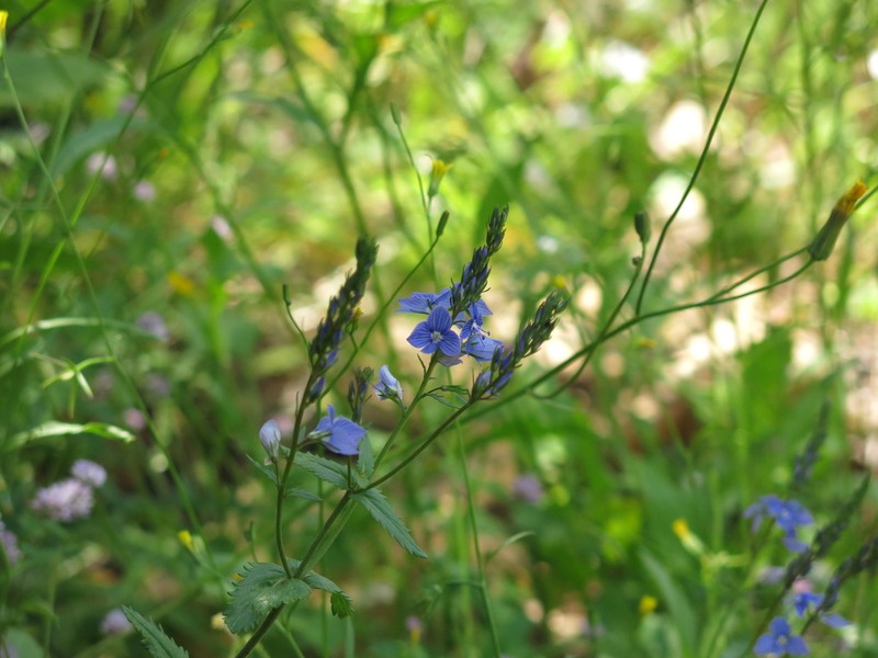 Veronica leiocarpa photo 4
