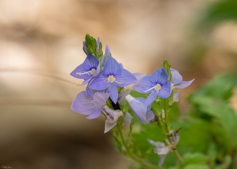 Veronica leiocarpa photo 5
