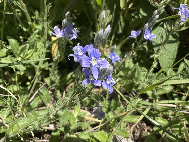 Veronica leiocarpa photo 6