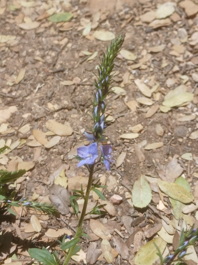 Veronica leiocarpa photo 7