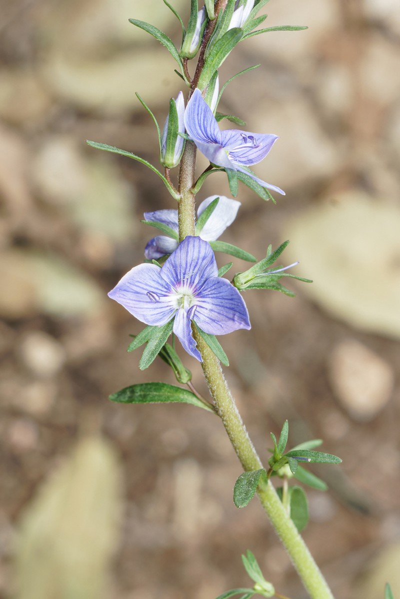 Veronica leiocarpa photo 8