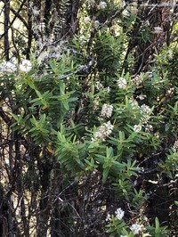Veronica leiophylla