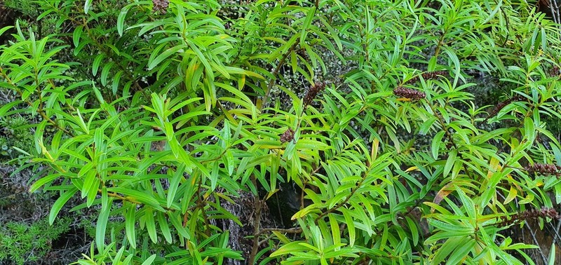 Veronica leiophylla photo 2