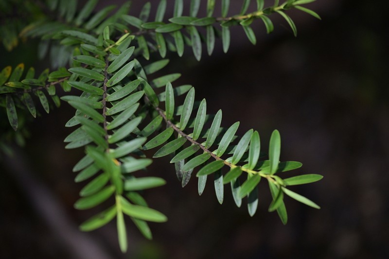 Veronica leiophylla photo 3