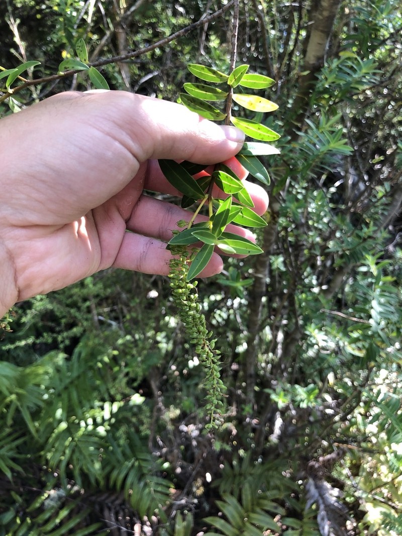 Veronica leiophylla photo 4