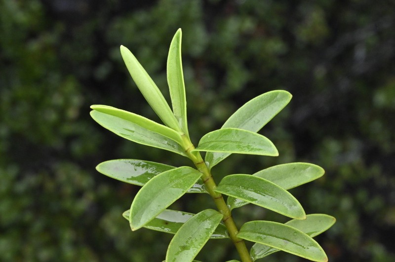 Veronica leiophylla photo 6
