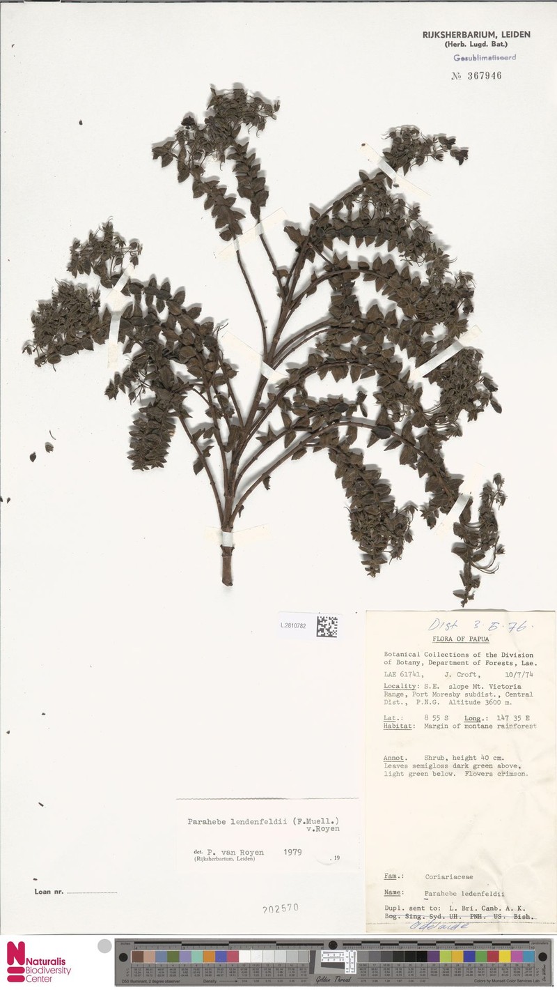 Veronica lendenfeldii
