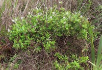 Veronica ligustrifolia
