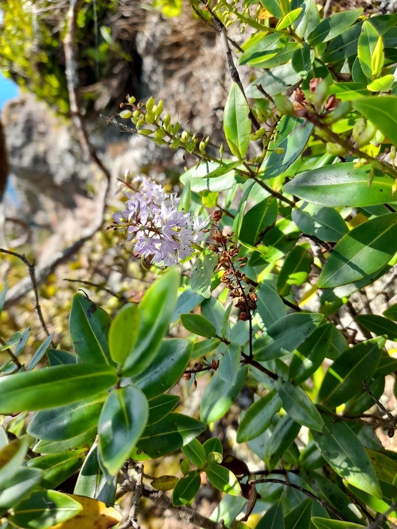 Veronica ligustrifolia photo 2