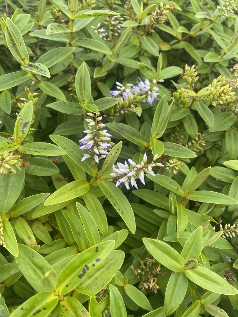 Veronica ligustrifolia photo 3