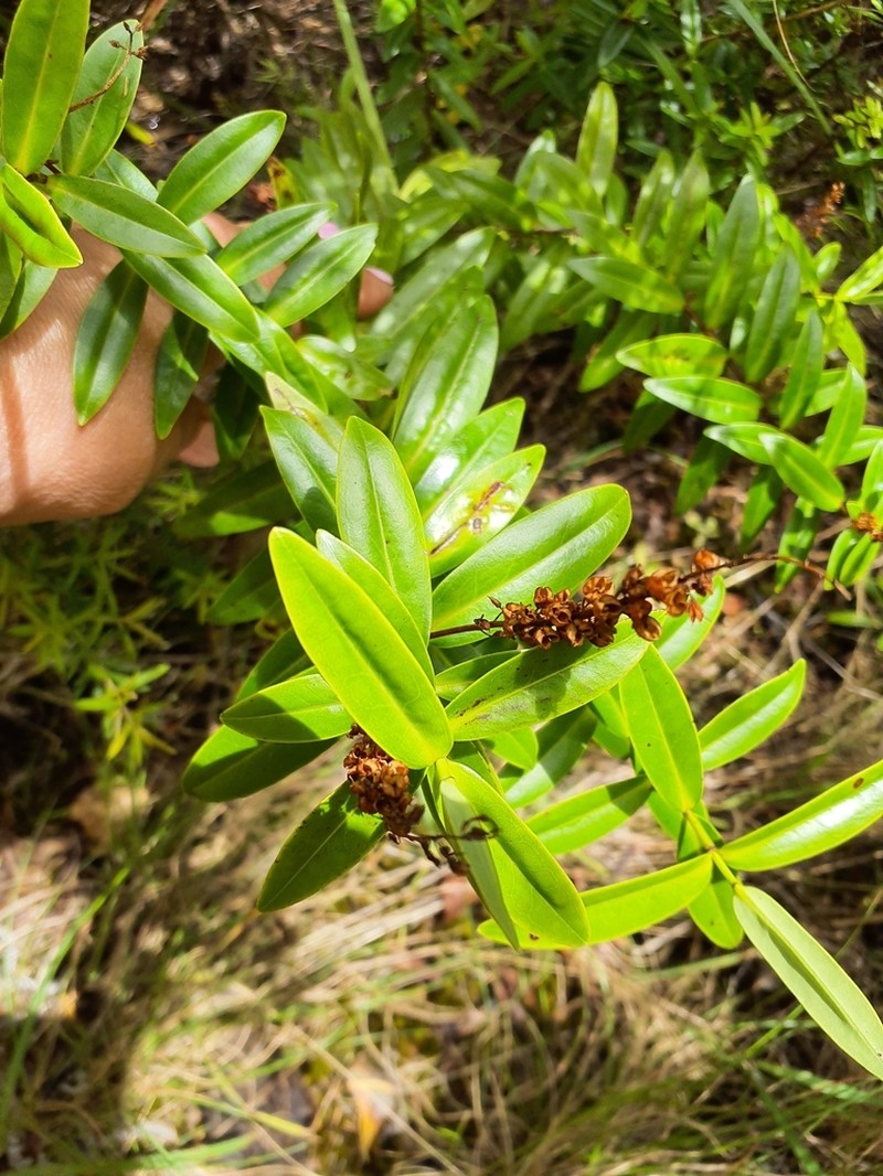 Veronica ligustrifolia photo 4