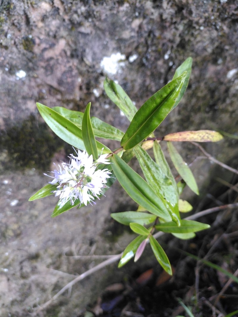 Veronica ligustrifolia photo 5