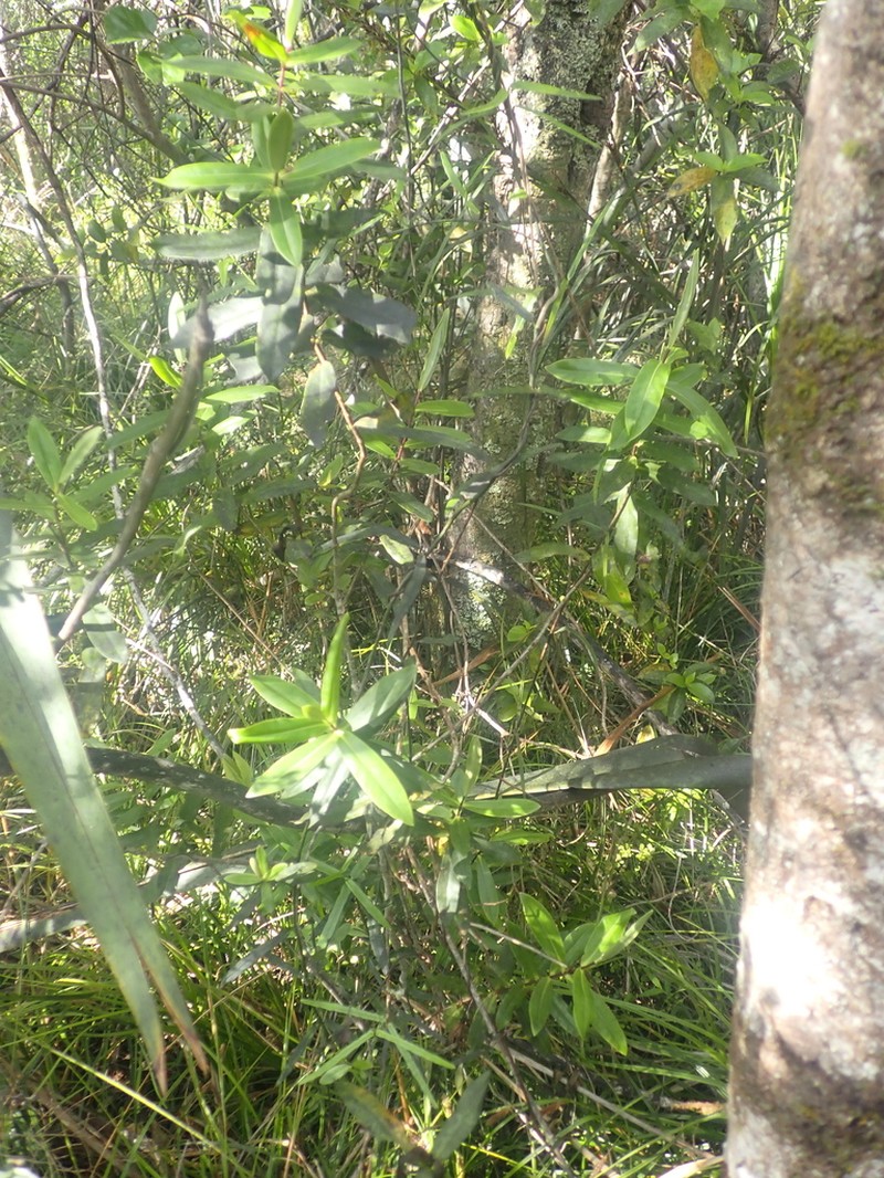 Veronica ligustrifolia photo 6