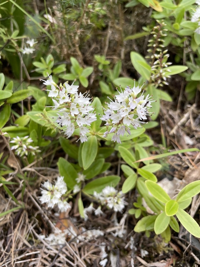 Veronica ligustrifolia photo 8