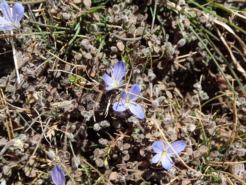 Veronica lilliputiana photo 2