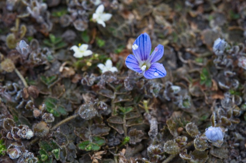 Veronica lilliputiana photo 3
