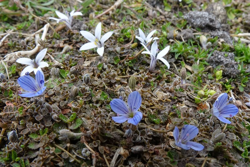 Veronica lilliputiana photo 4