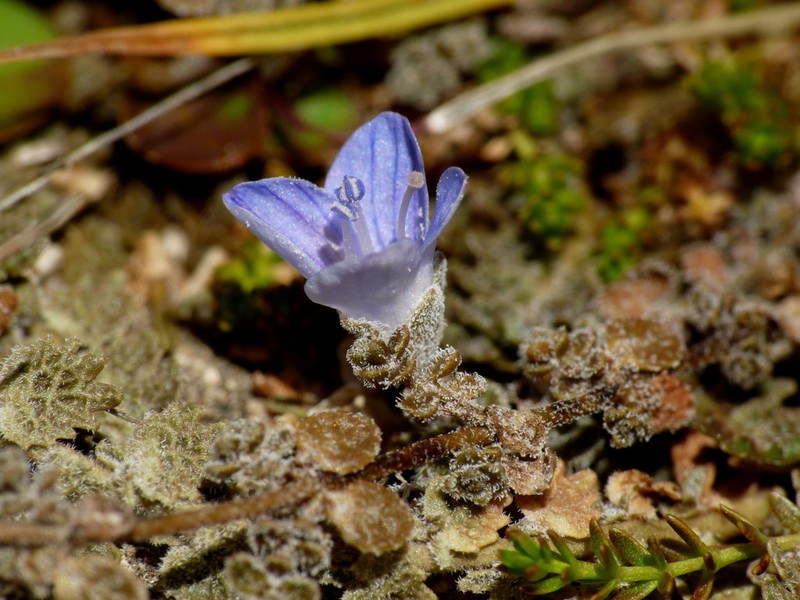 Veronica lilliputiana photo 5