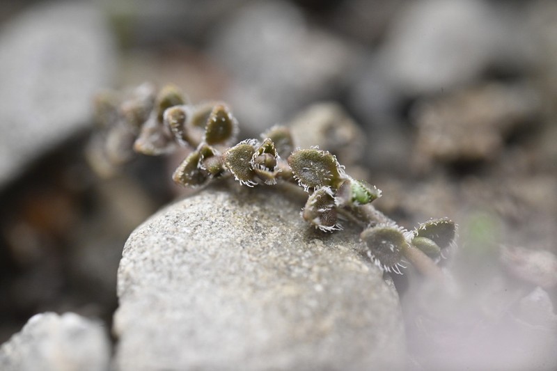 Veronica lilliputiana photo 6