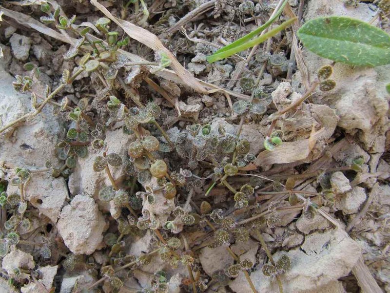 Veronica lilliputiana photo 7