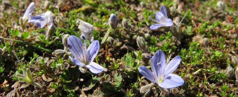 Veronica lilliputiana photo 8
