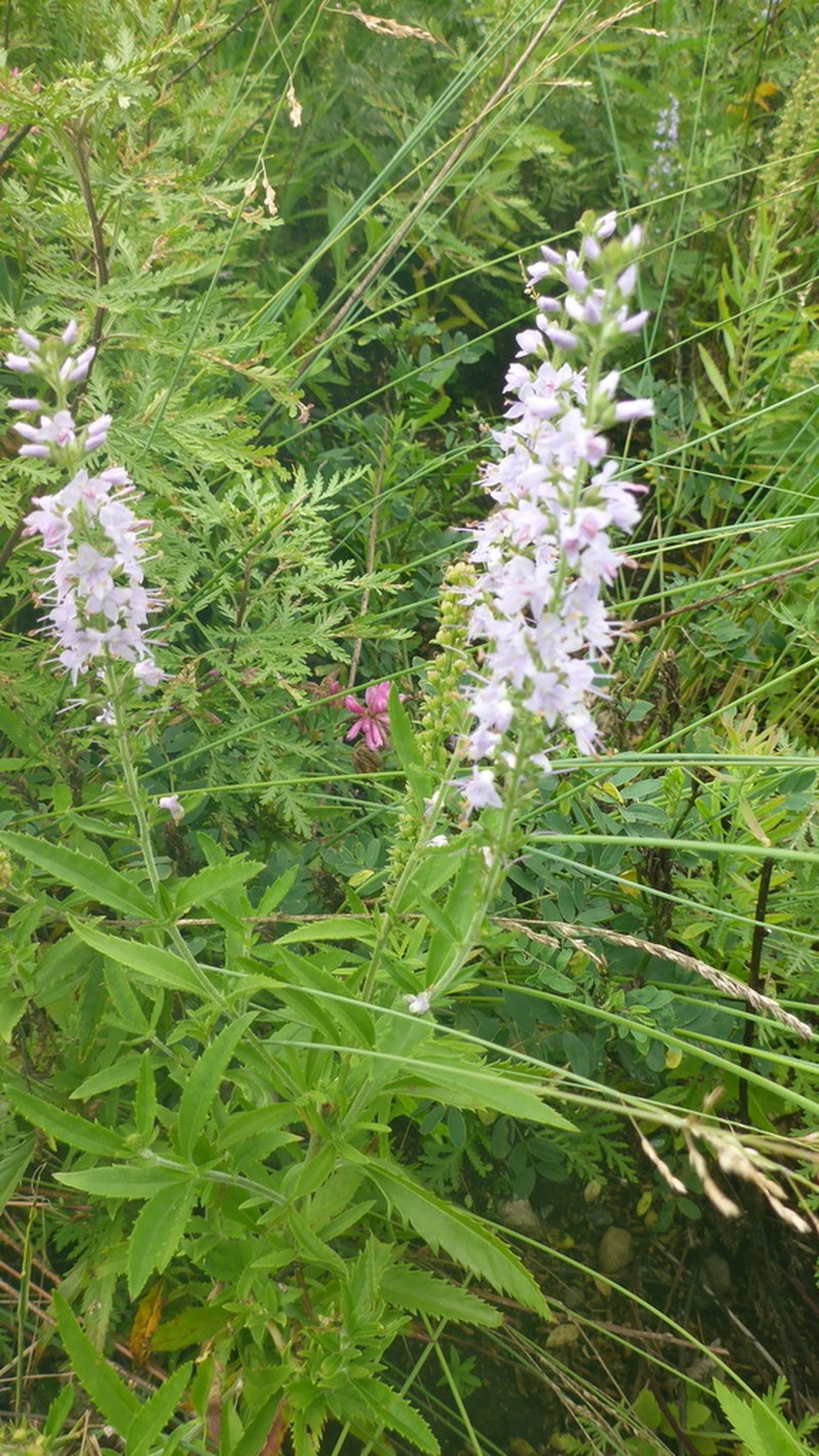 Veronica linariifolia photo 2