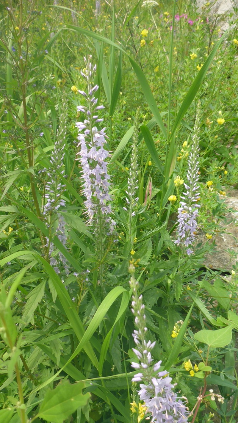 Veronica linariifolia photo 3