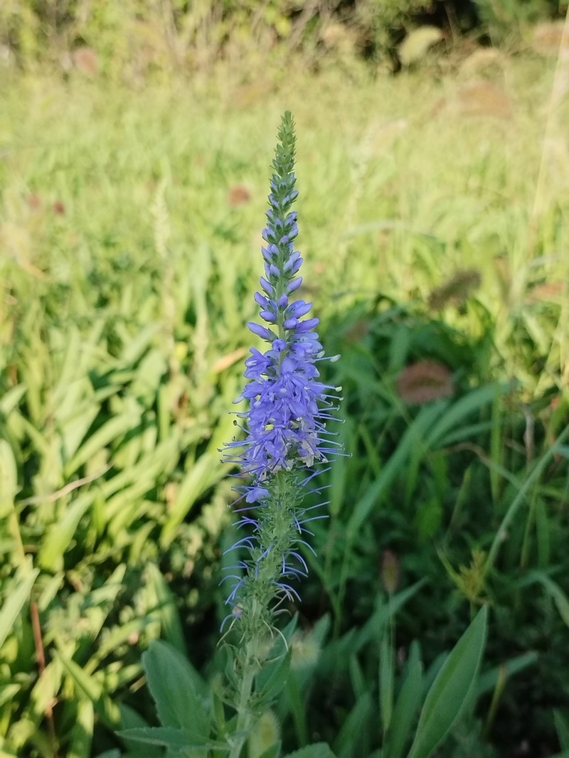 Veronica linariifolia photo 4