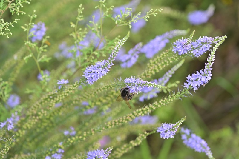 Veronica linariifolia photo 5