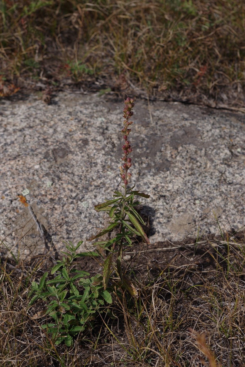 Veronica linariifolia photo 6