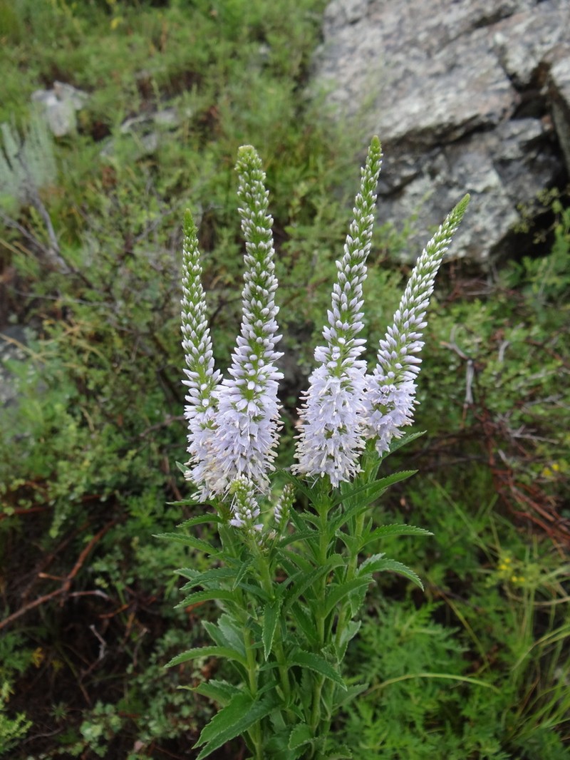 Veronica linariifolia photo 7