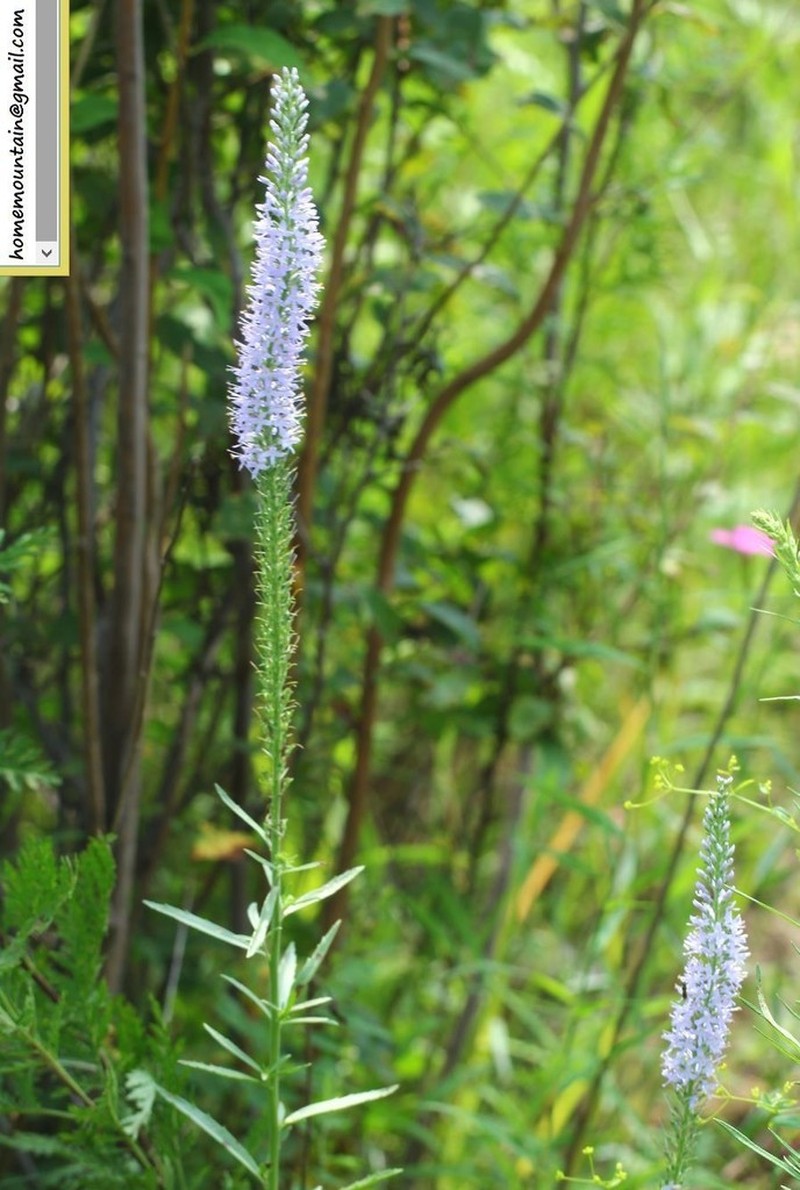 Veronica linariifolia photo 8