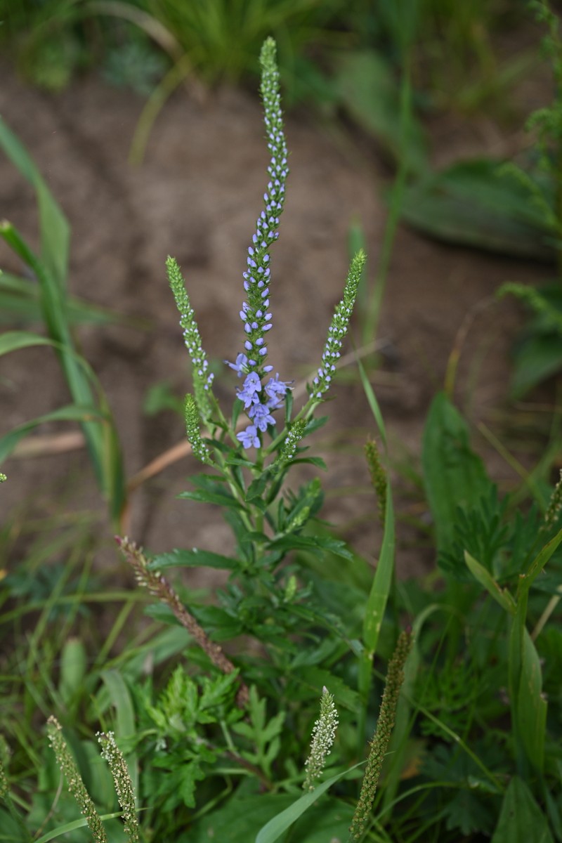 Veronica linariifolia subsp. dilatata