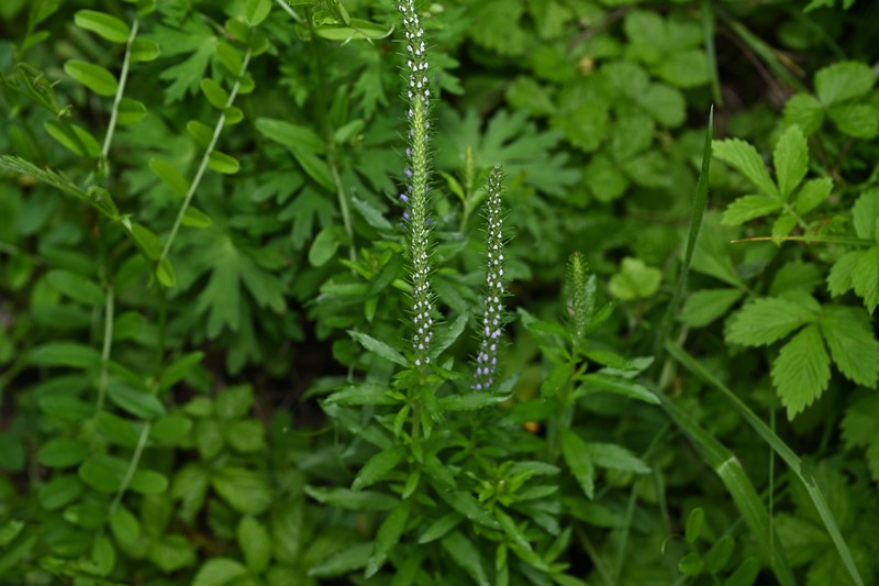 Veronica linariifolia subsp. dilatata photo 2
