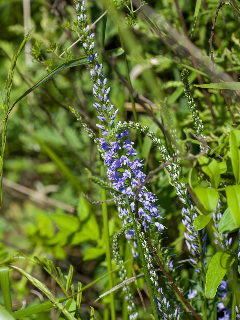 Veronica linariifolia subsp. dilatata photo 3