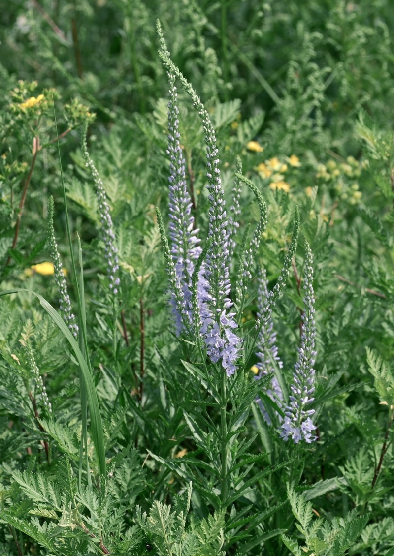 Veronica linariifolia subsp. dilatata photo 4
