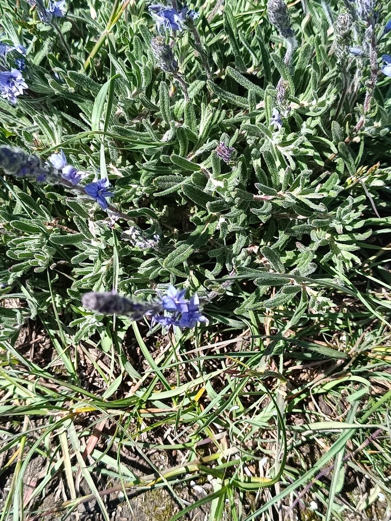 Veronica linearis