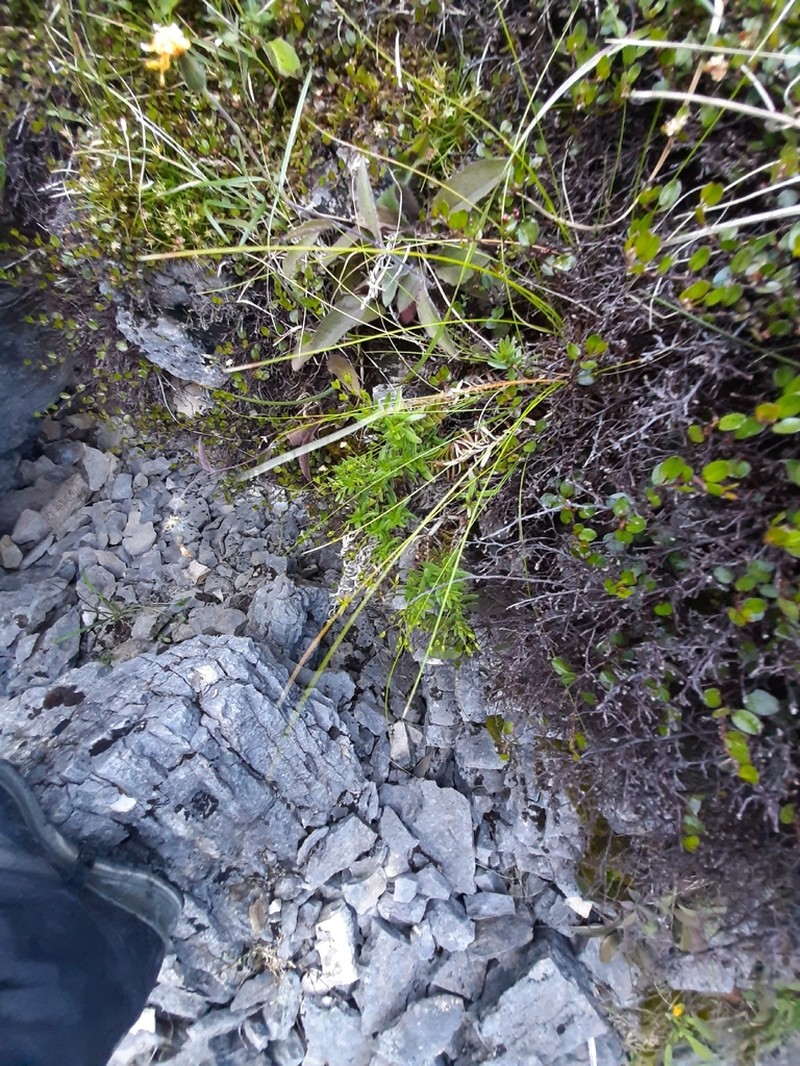 Veronica linifolia