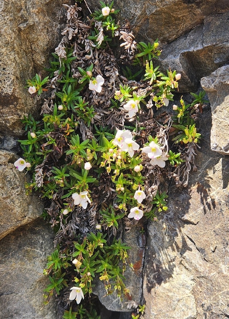 Veronica linifolia photo 2