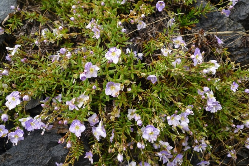 Veronica linifolia photo 3