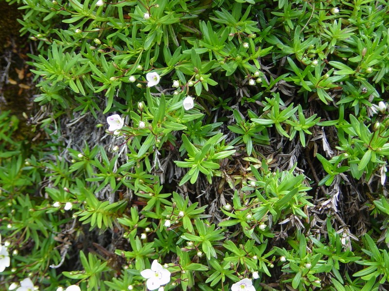 Veronica linifolia photo 4