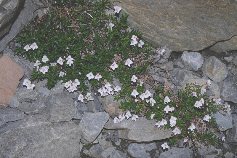 Veronica linifolia photo 5