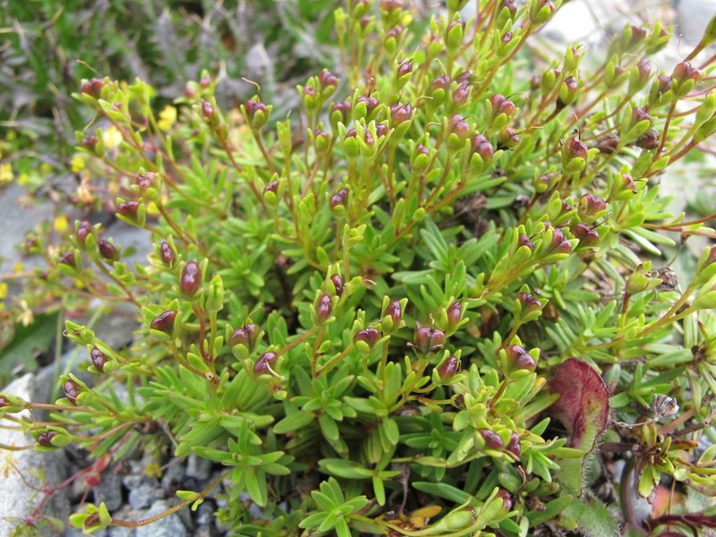 Veronica linifolia photo 6