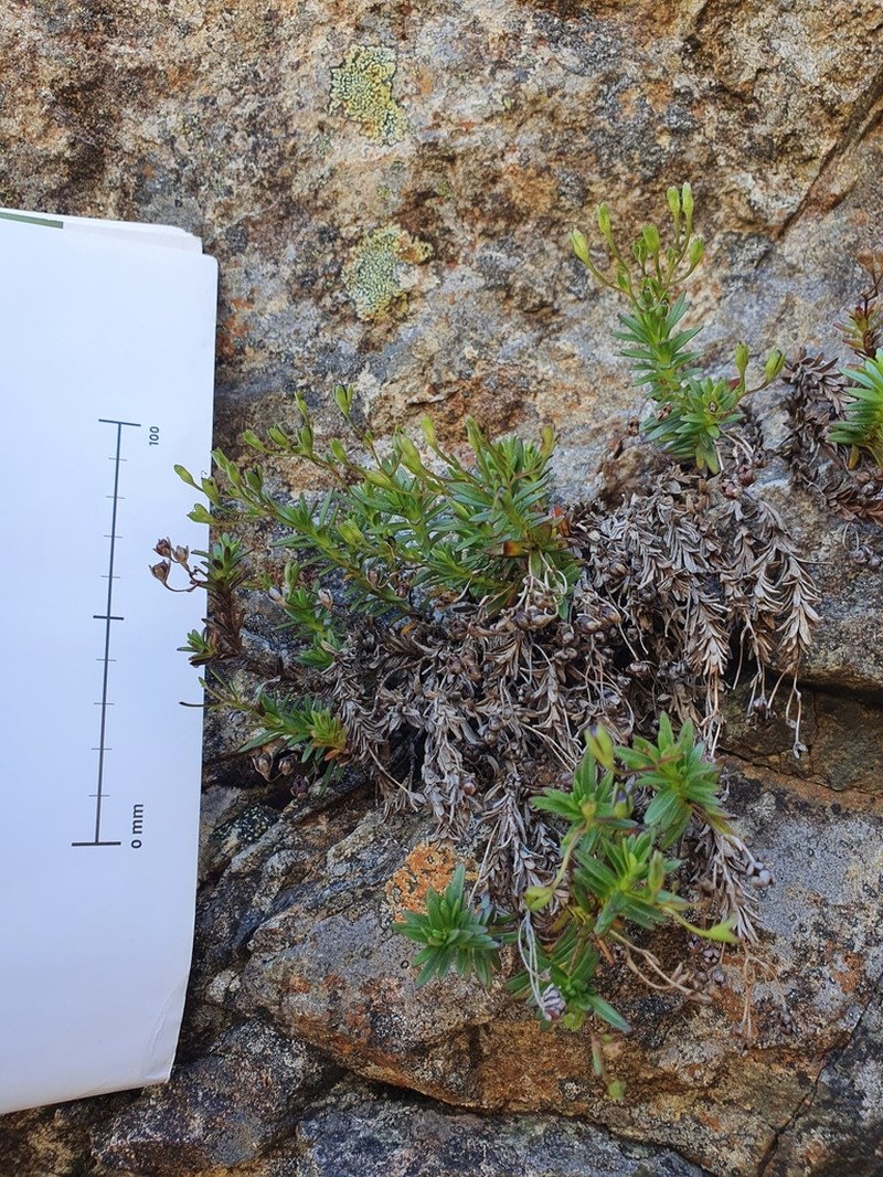 Veronica linifolia photo 7