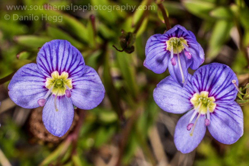 Veronica linifolia photo 8