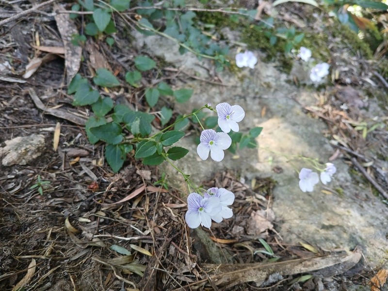 Veronica lithophila photo 2