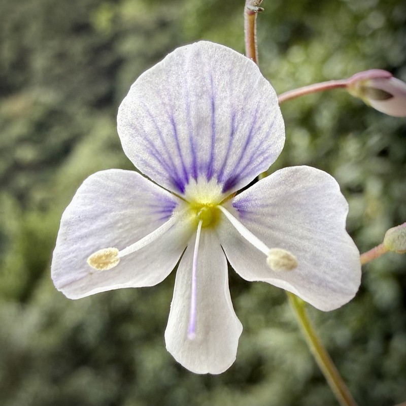 Veronica lithophila photo 3