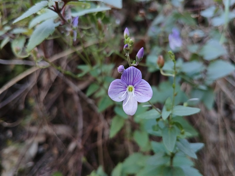 Veronica lithophila photo 4